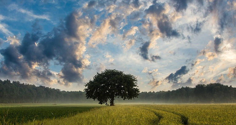 Photo of a tree