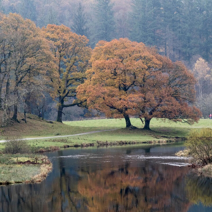 A beautiful autumn tree in Cumbria