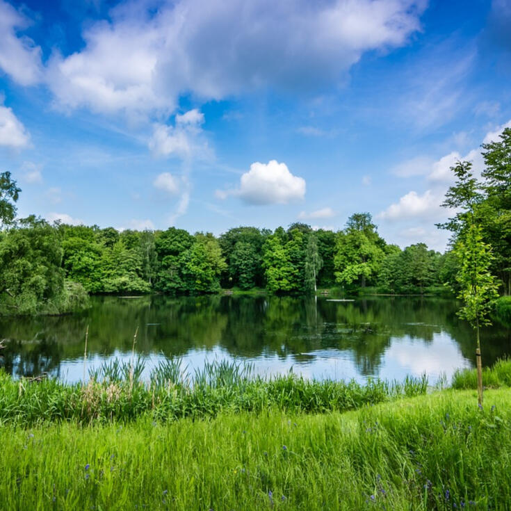 View of trees and lake