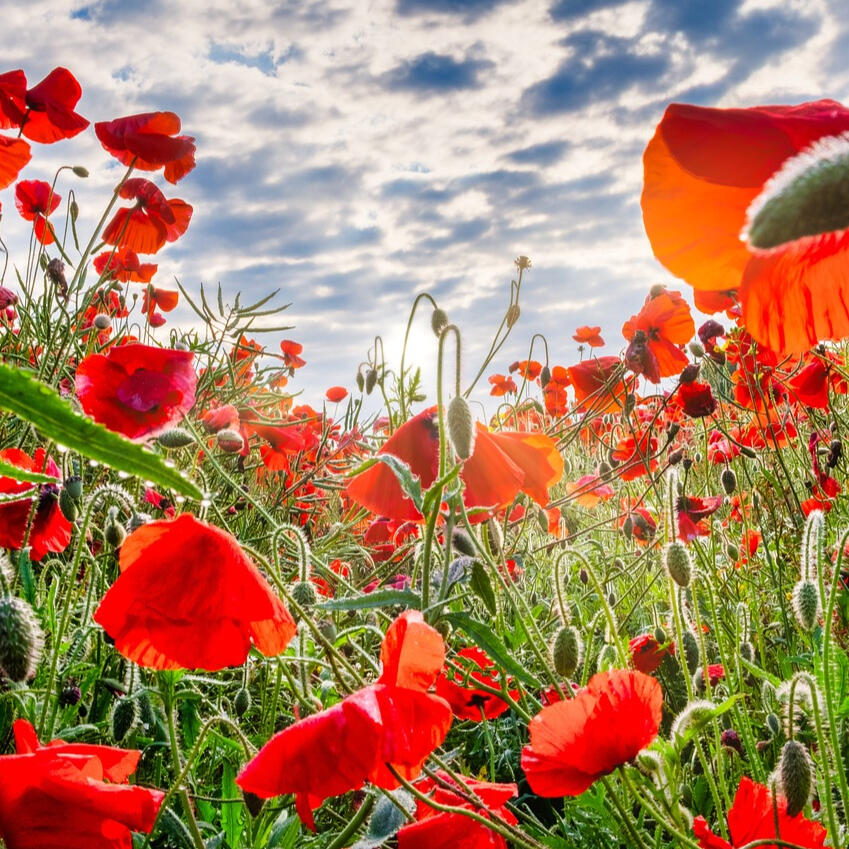 Flowers in Hertfordshire
