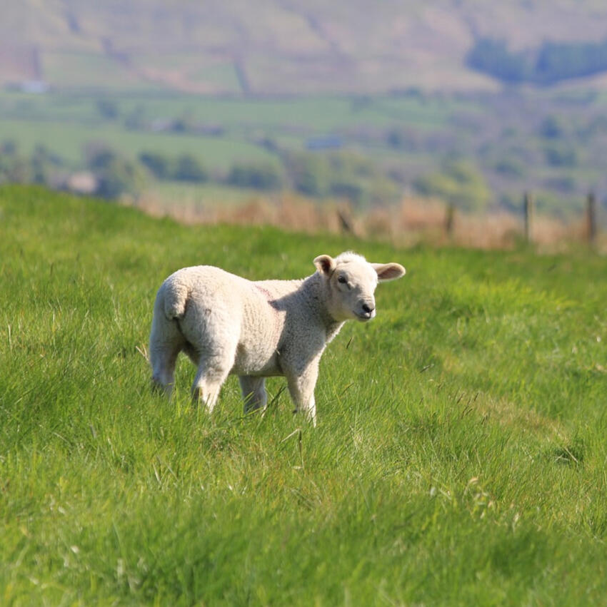Lamb in a Lancashire field