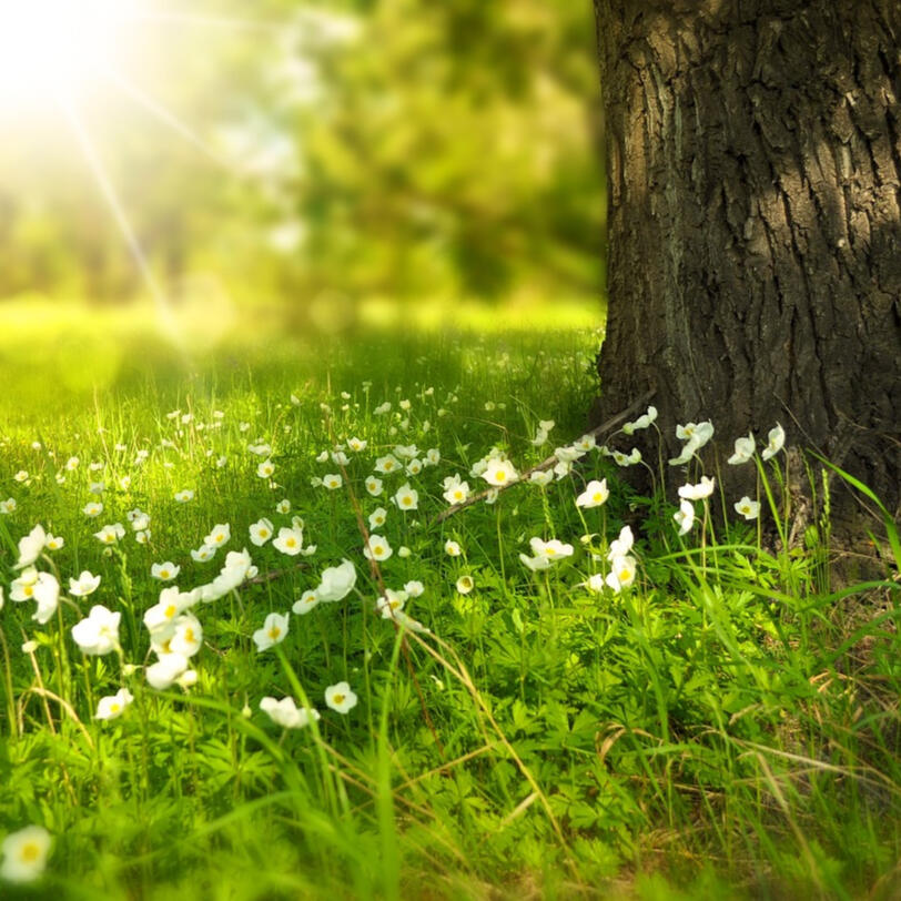 Tree and flowers
